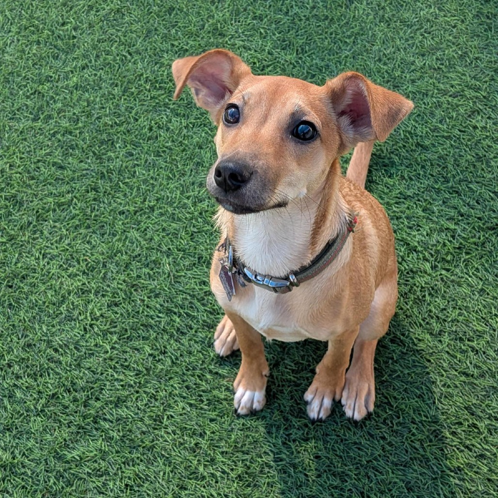 MORNING STAR - Chihuahua, Short Coat / Mixed Breed (Medium) available for adoption
