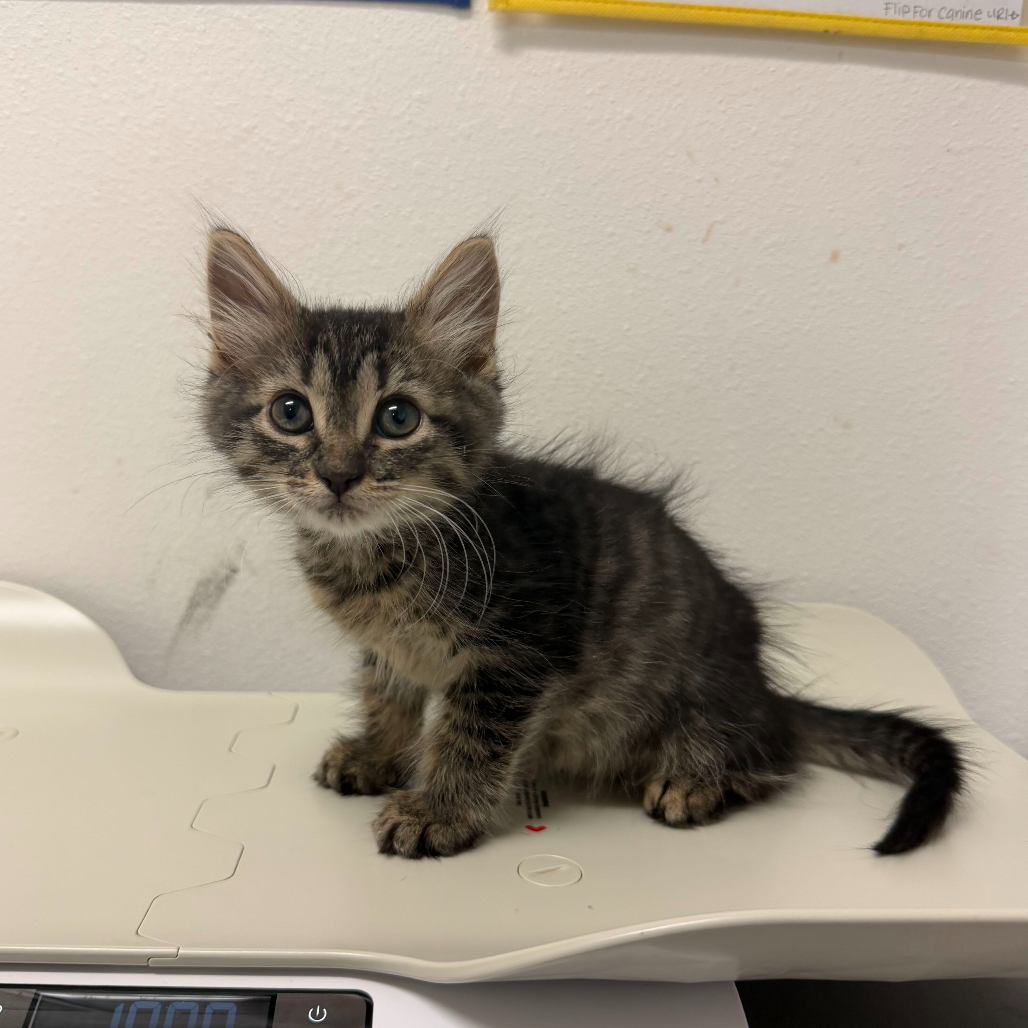 CRUNCHWRAP SUPREME - Domestic Shorthair available for adoption