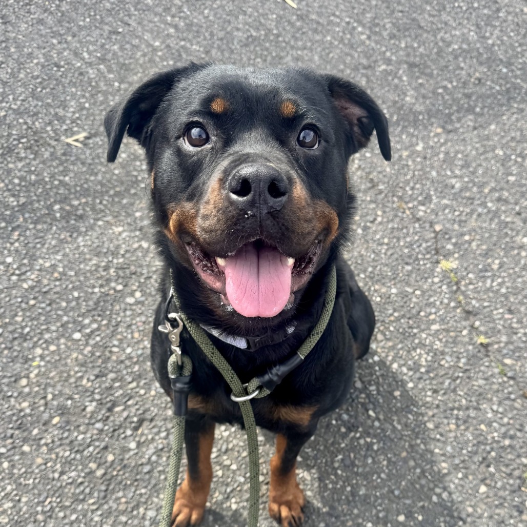 Zola