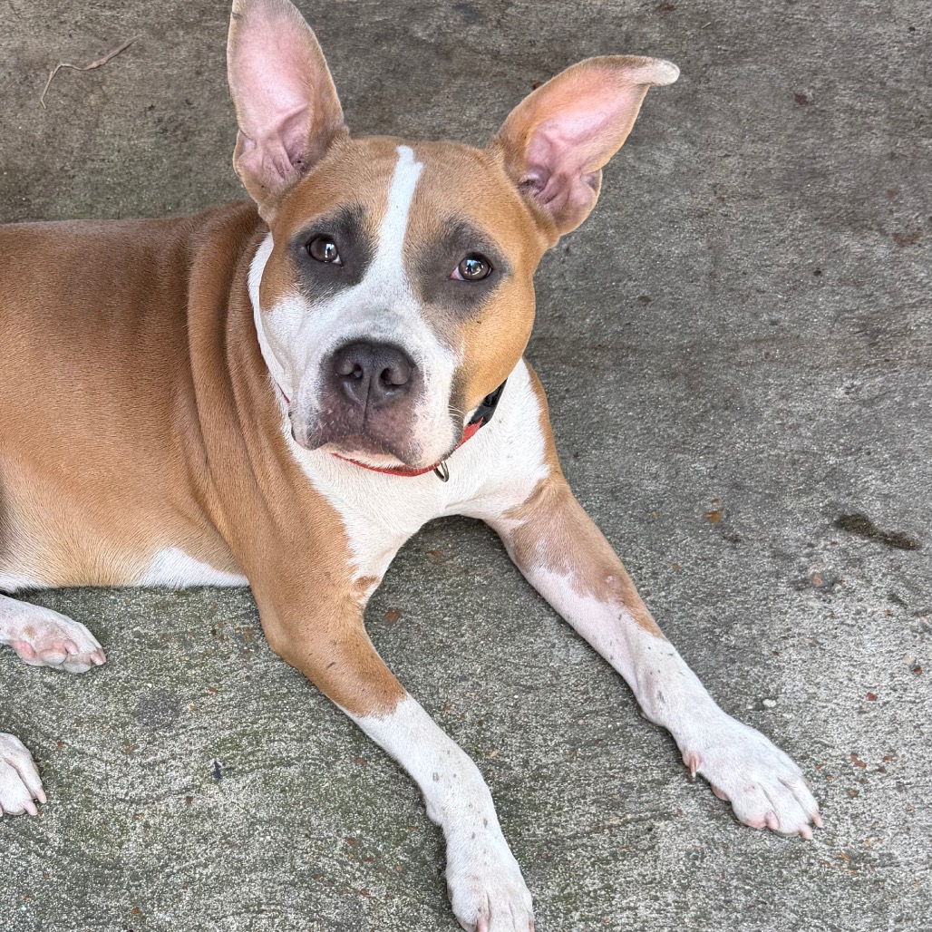 Isabella (formerly Diamond), photo 2