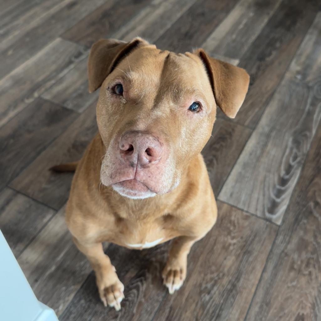 Red/Mahogany Terrier Dog
