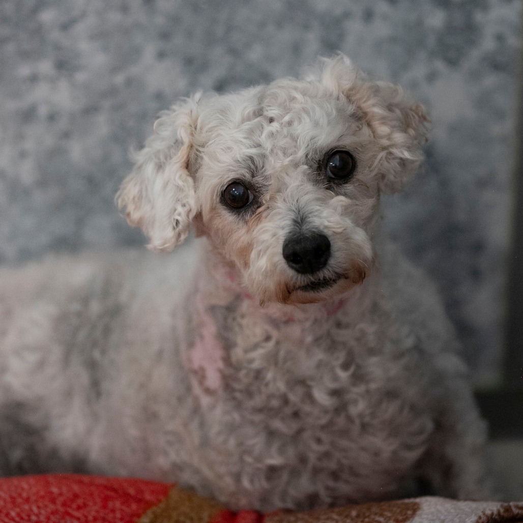Tracey (AP26-67), photo 22