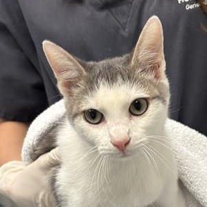 COSMO - Domestic Shorthair available for adoption