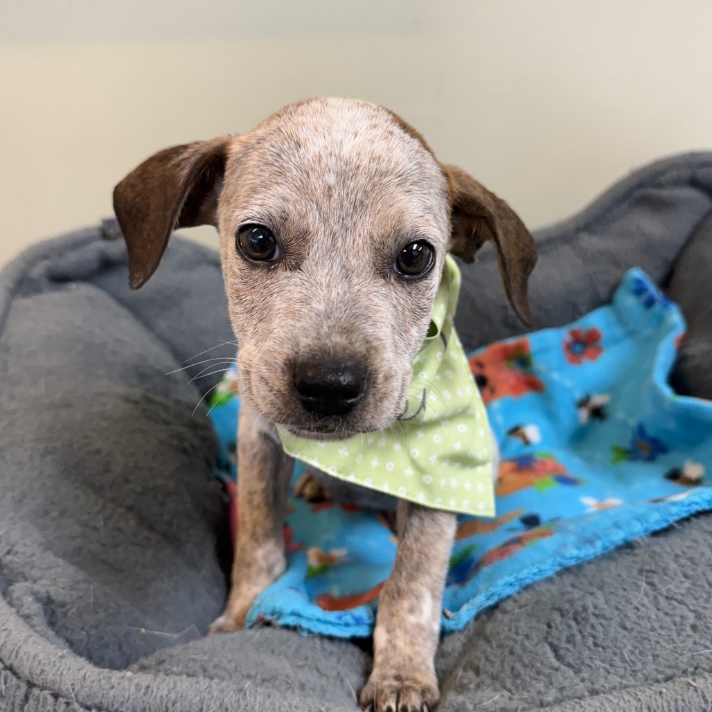 Brownie, a Cattle Dog, Australian (Blue Heeler)
