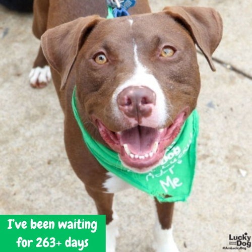 GILLIGAN - Terrier / Retriever, Labrador available for adoption