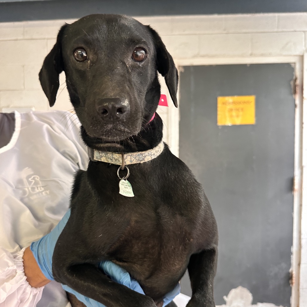 FRUITCAKE - Shepherd available for adoption