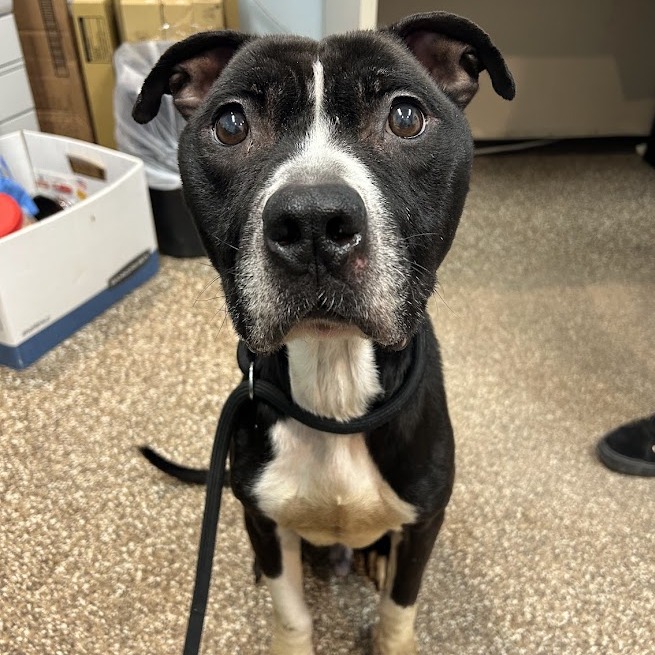 Sebastian — thumbnail 2