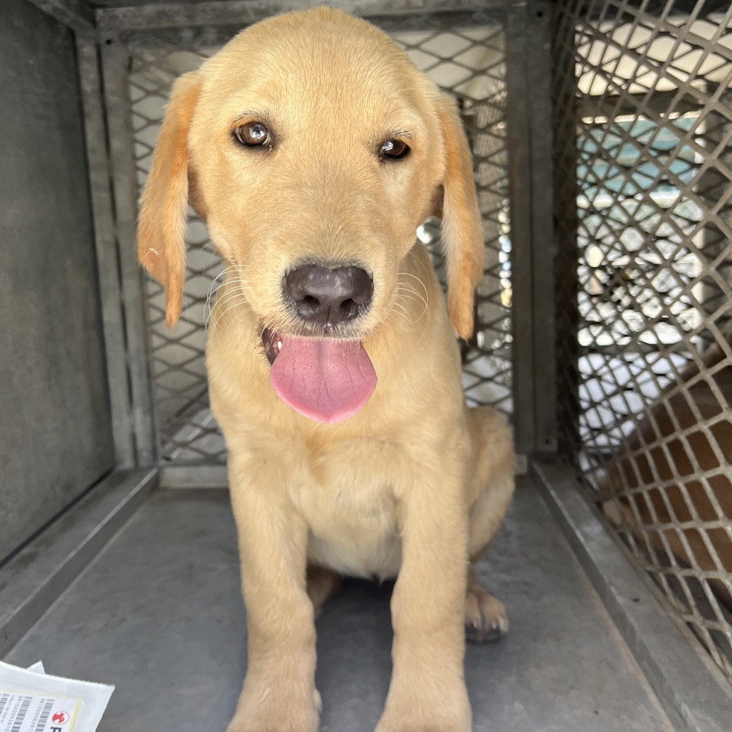 AMY SWEENEY (MAMIE) - Retriever / Labrador available for adoption