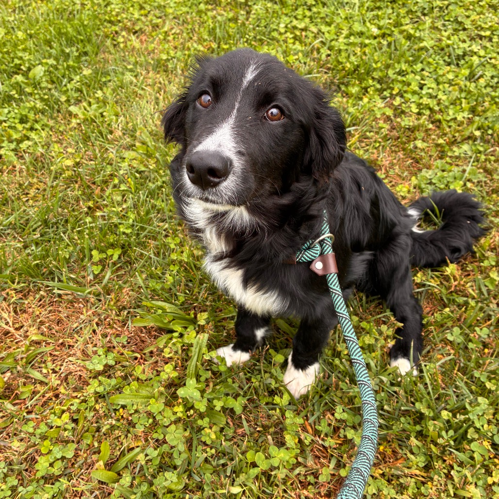 CHOPPER - Collie / Border available for adoption