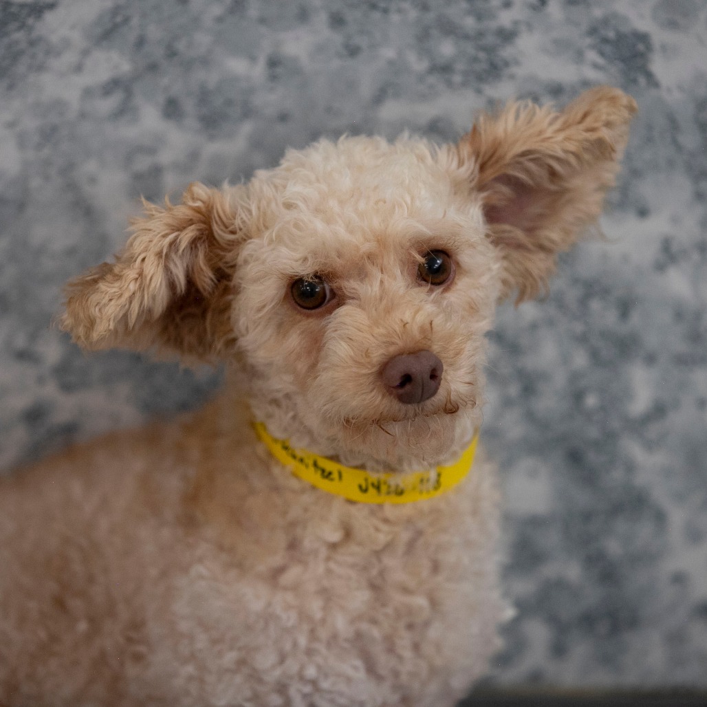 WEINERSCHNITZEL (JY26-118) - Poodle / Miniature available for adoption