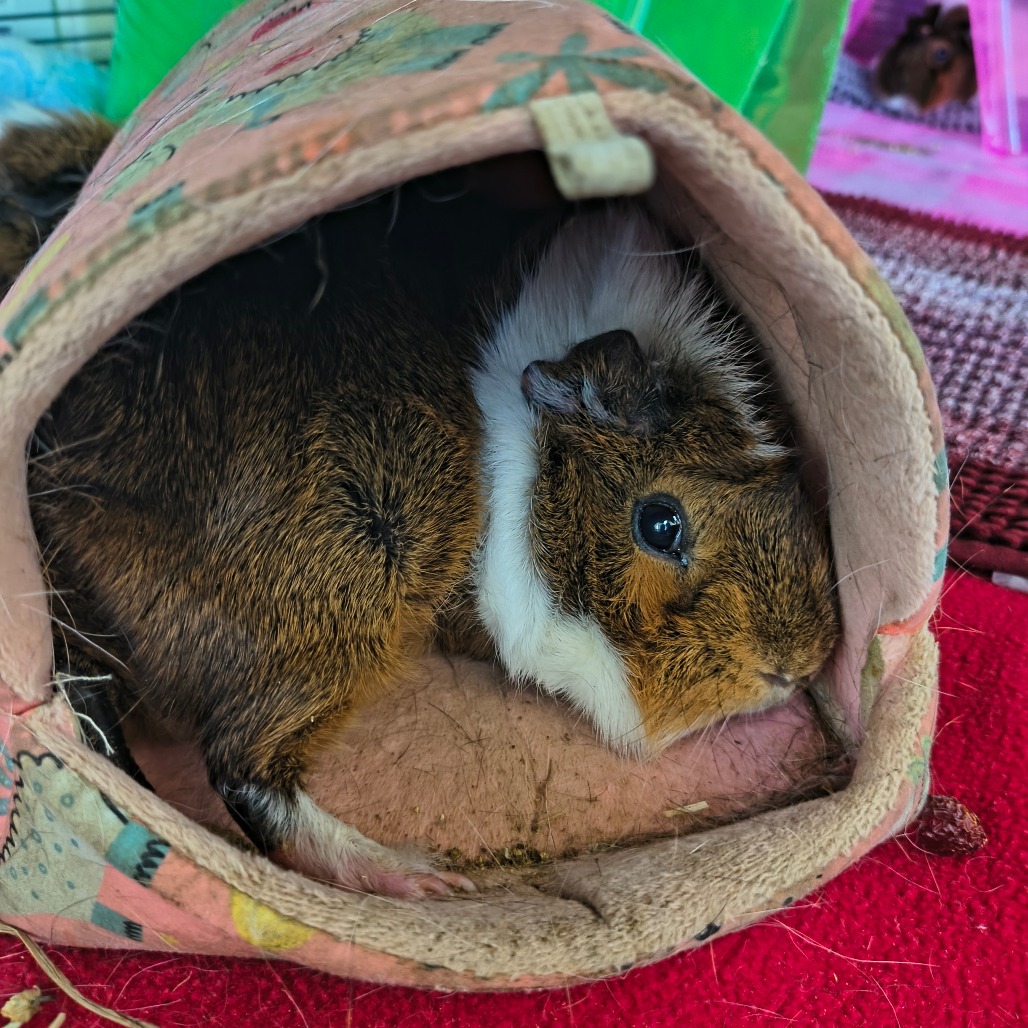 TESSA - Abyssinian available for adoption