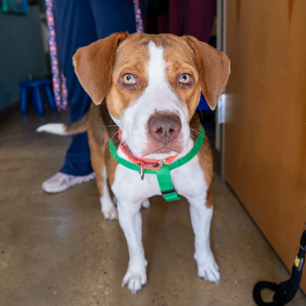 BABY - Terrier, American Pit Bull / Foxhound, American available for adoption