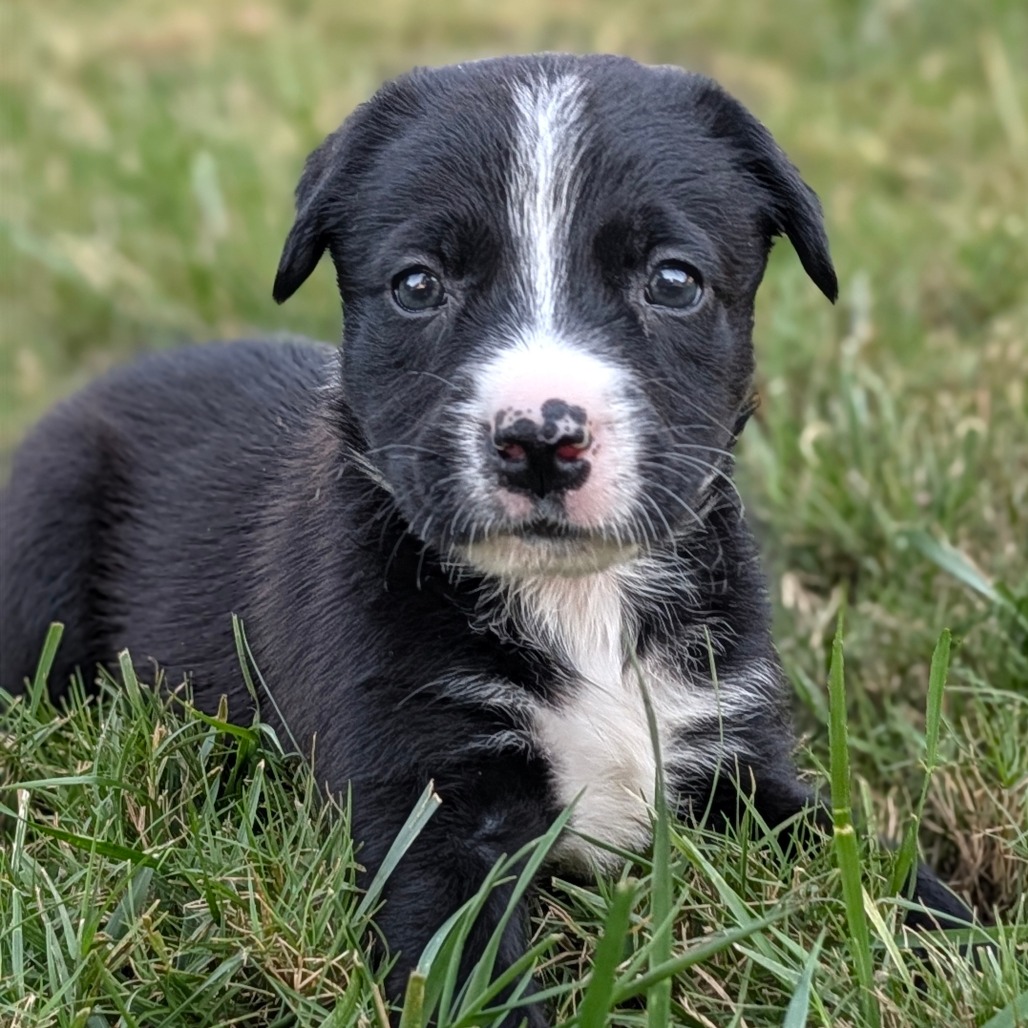 Buffalo Chicken, photo 2