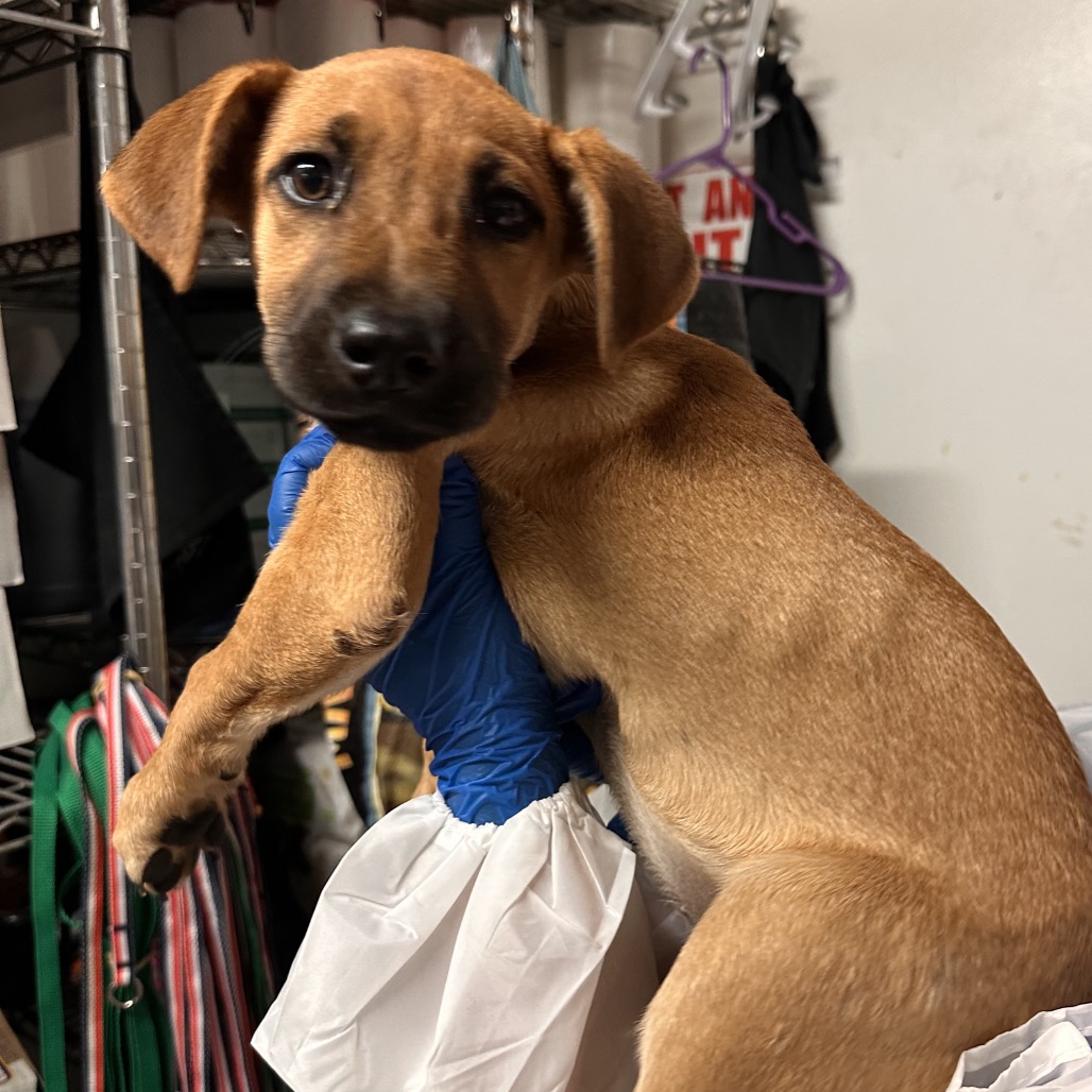 GEENA - Shepherd available for adoption