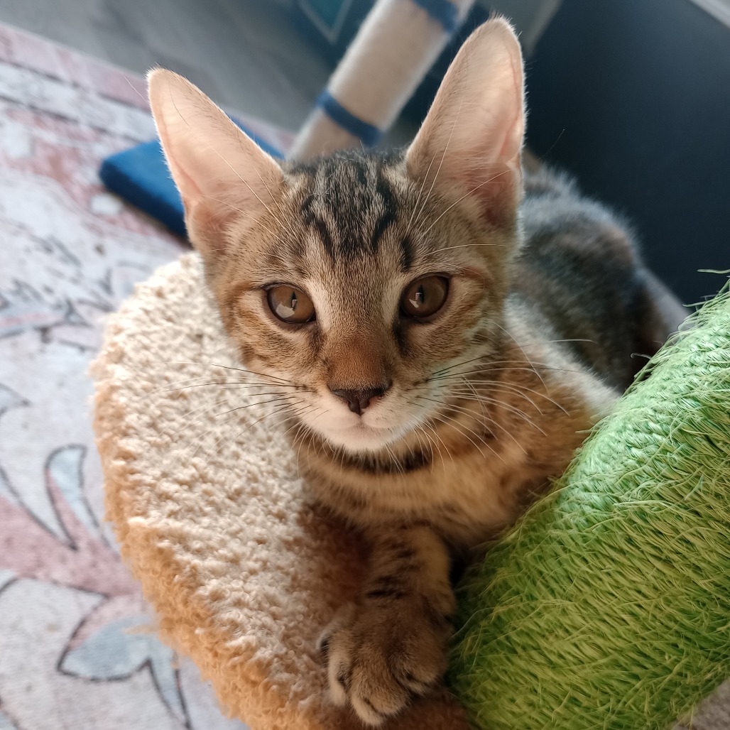 SUNDAY - Domestic Shorthair for adoption in Roswell