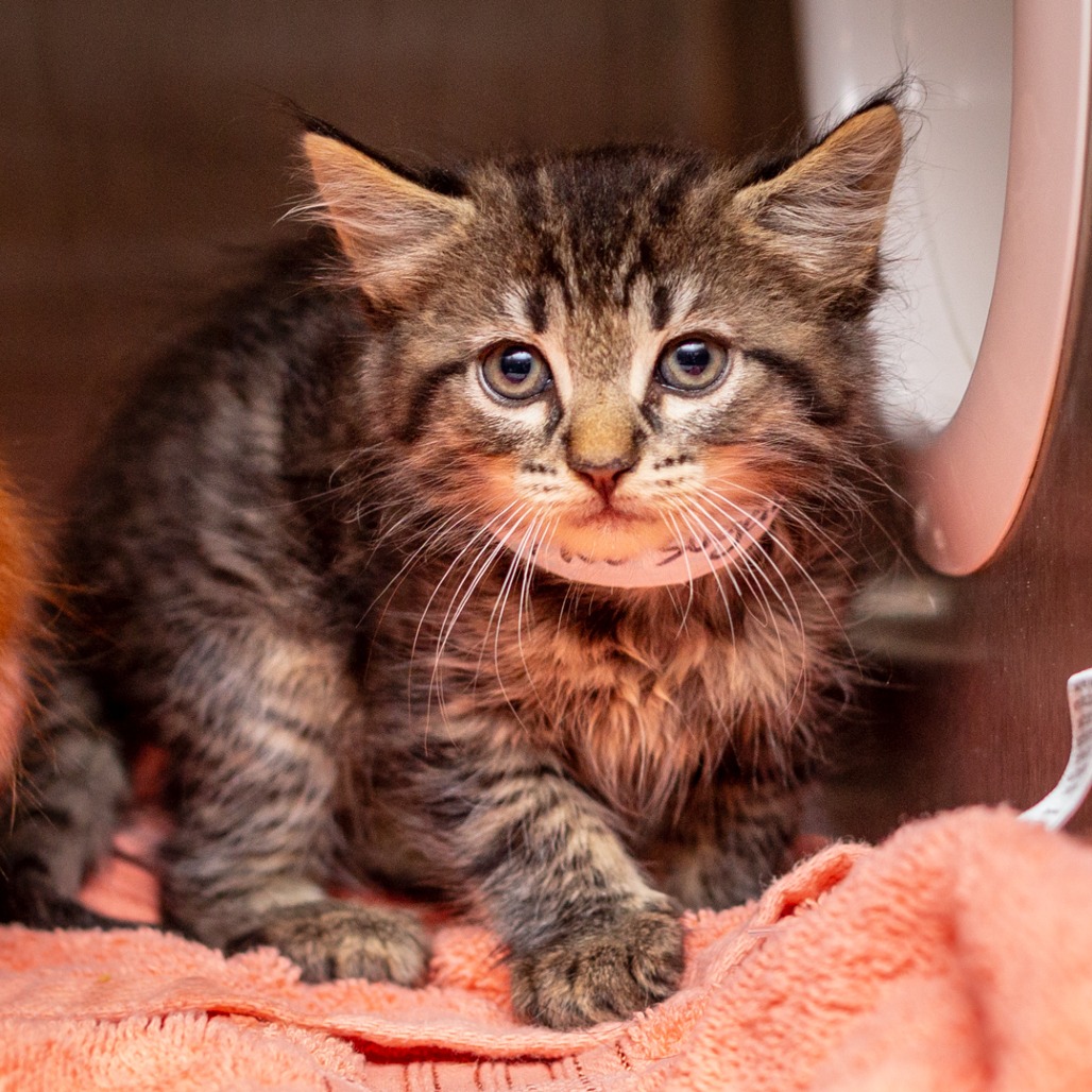 COFFEE, NO SUGAR - Domestic Medium Hair available for adoption