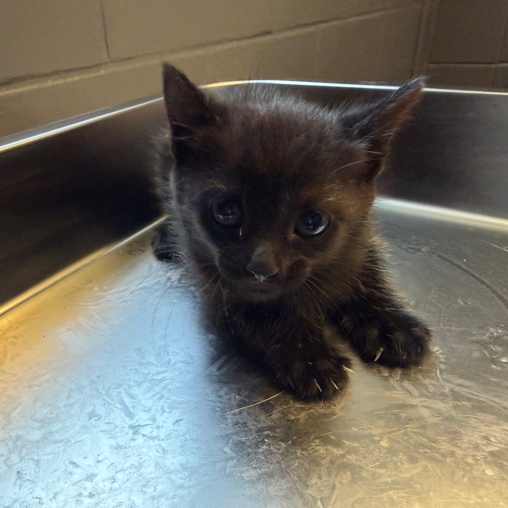  Photo of TUSC-Stray-84095_2_3