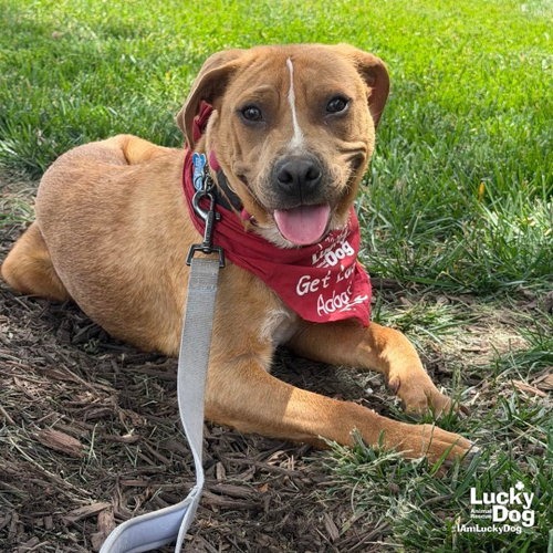 SPARTACUS - Shepherd / Beagle available for adoption