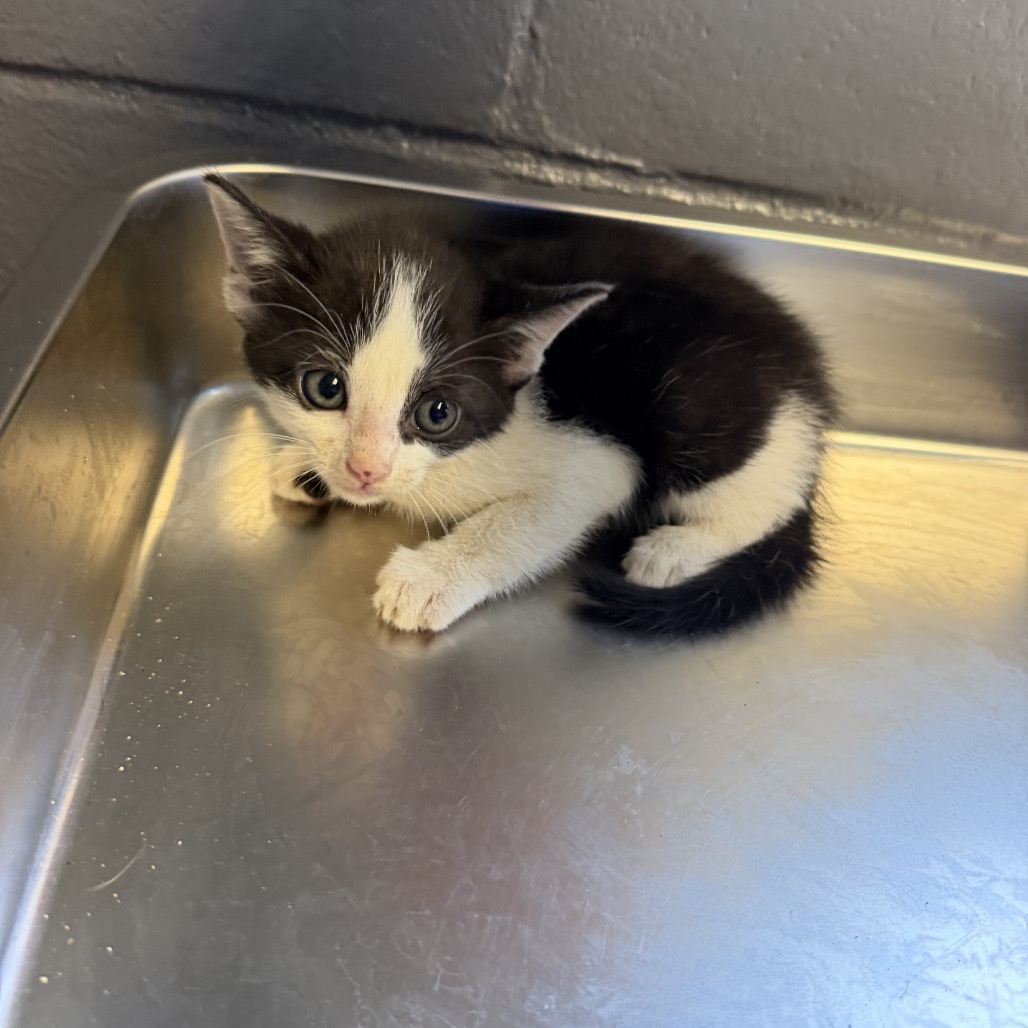 Tusc Stray 84839 2 3