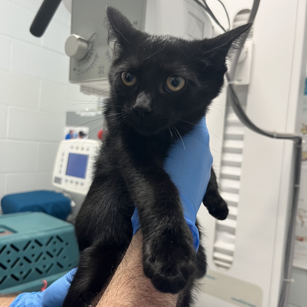 BEN 2 - Domestic Shorthair available for adoption