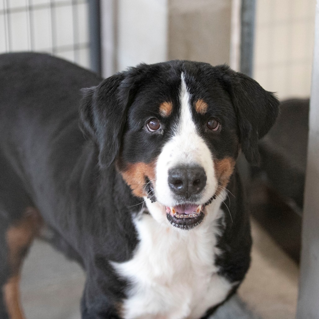 DIXIE (AG26-50) - Bernese Mountain Dog / Mix available for adoption