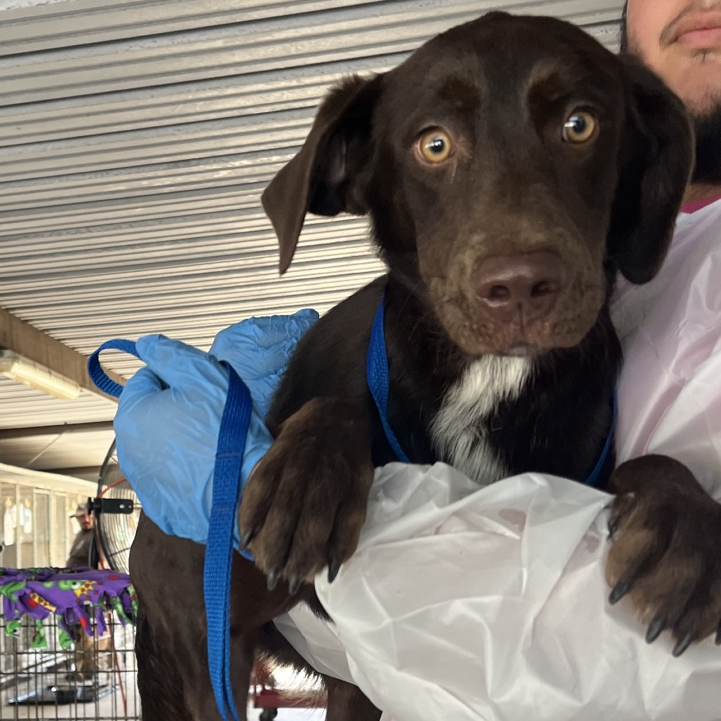 NUTELLA - Retriever / Chocolate Labrador available for adoption