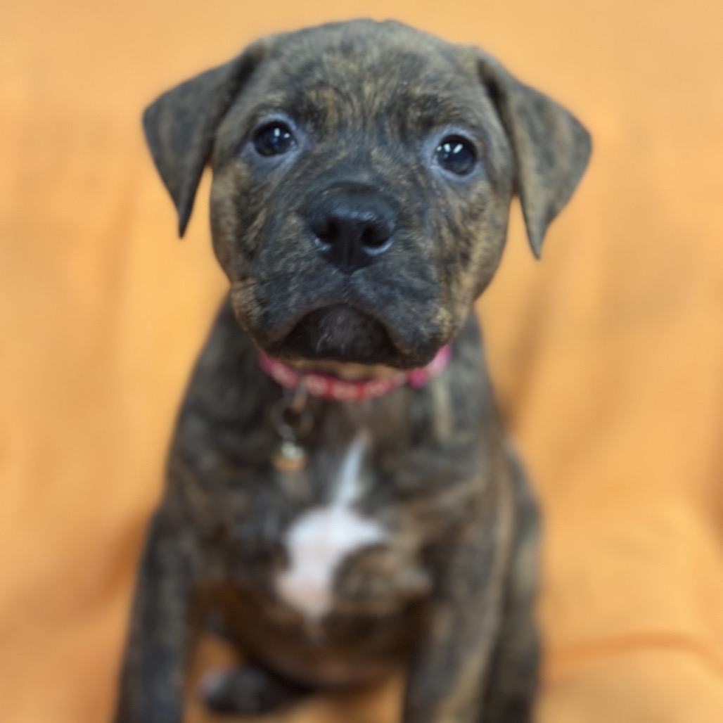 Hazel