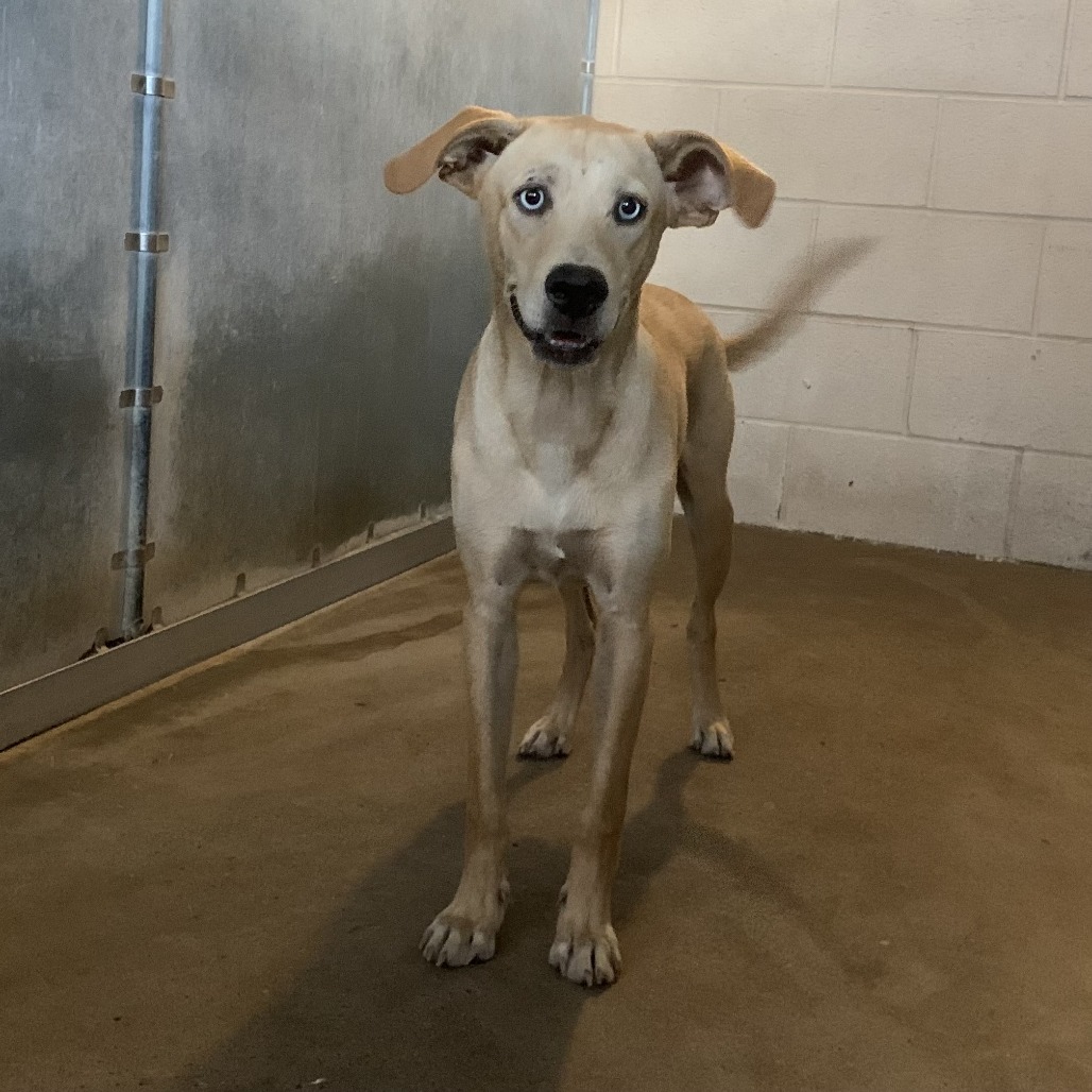 STEVEN - Shepherd / Mix available for adoption