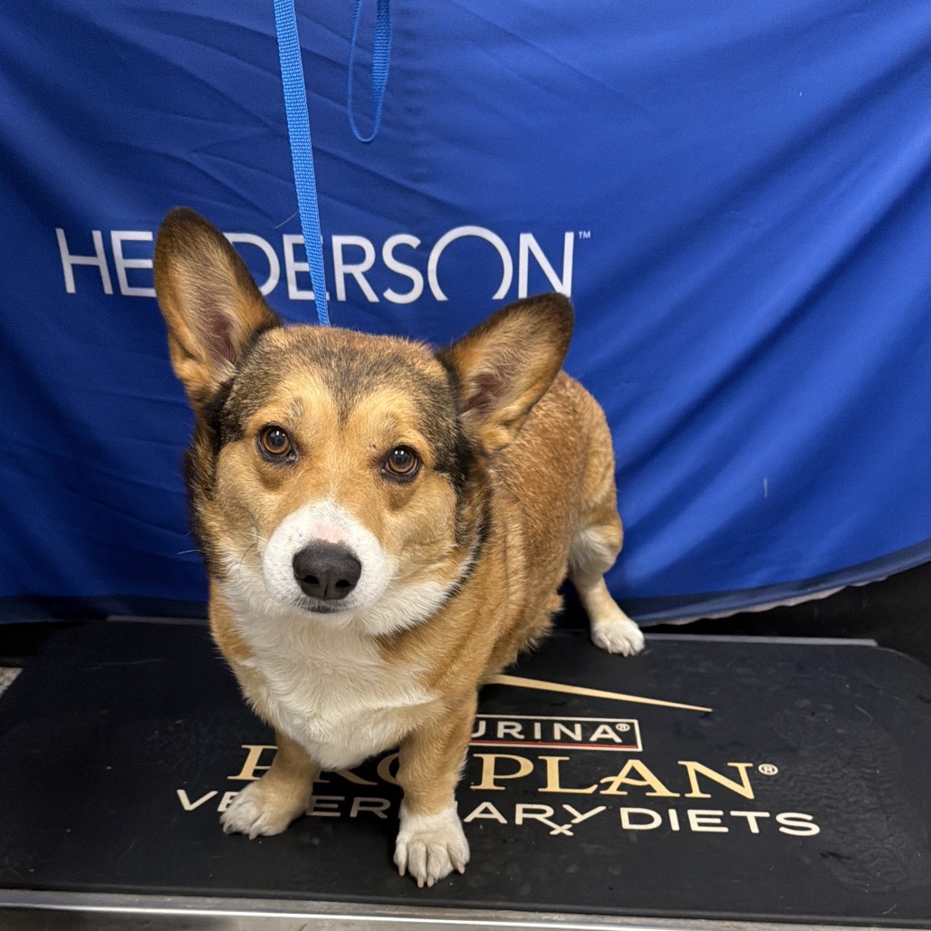 DEXTER - Corgi / Cardigan Welsh available for adoption
