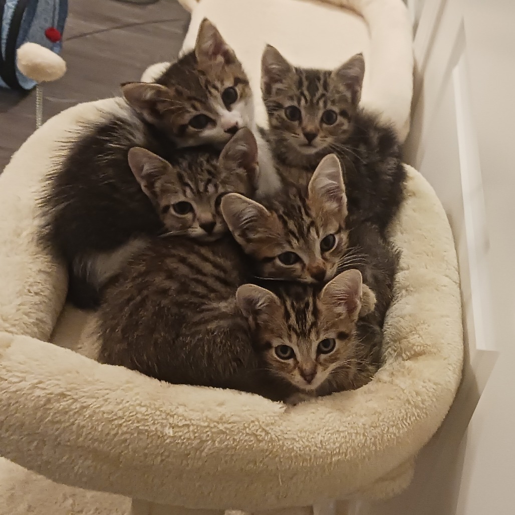 Marley — thumbnail 4