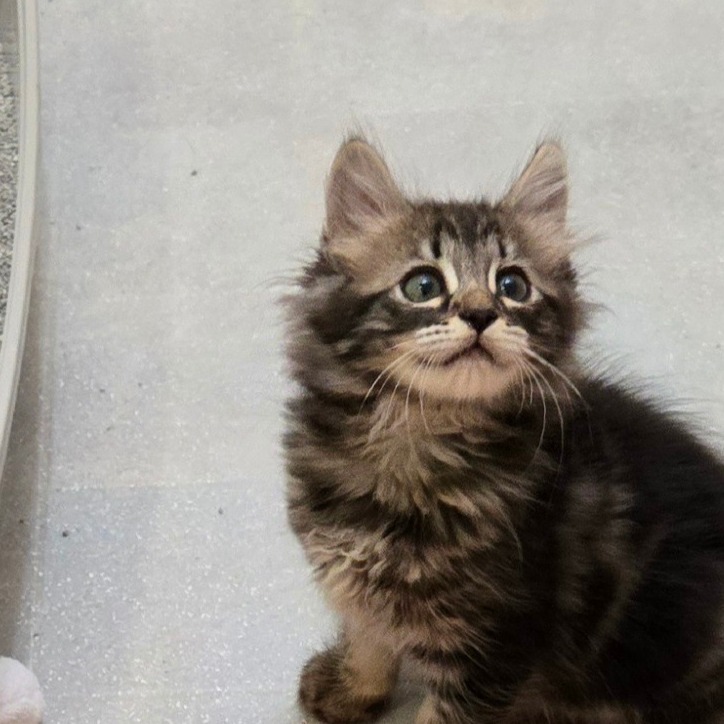 SPIDERMAN - Domestic Longhair available for adoption