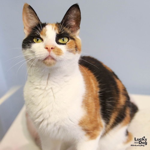 TRIPIE - Domestic Shorthair available for adoption