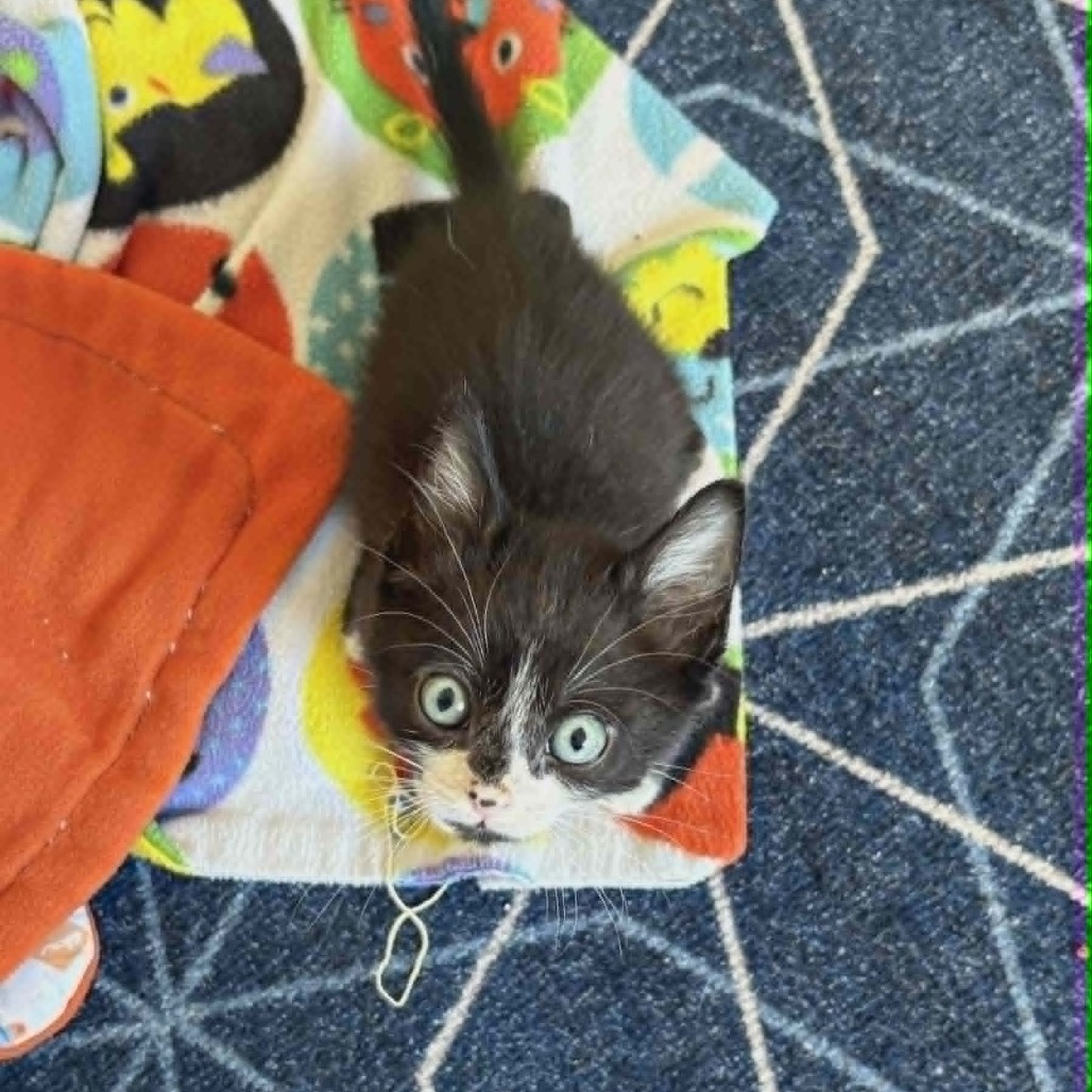 CAMRY - Domestic Shorthair for adoption in Las Cruces