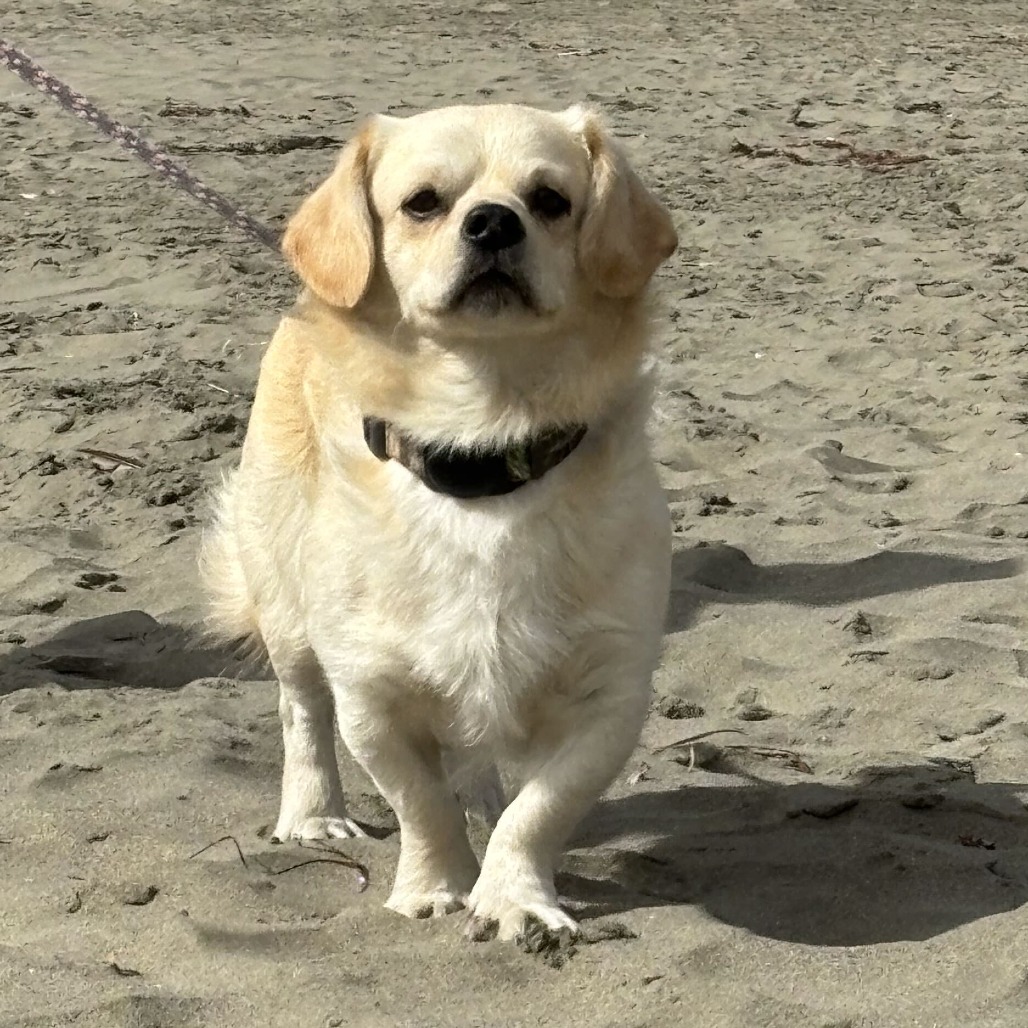 BENNET - Mixed Breed (Small) available for adoption