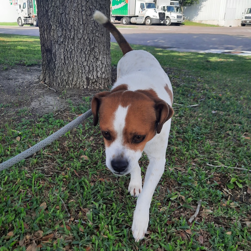 Bruiser photo 17