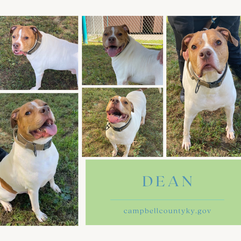 Dean