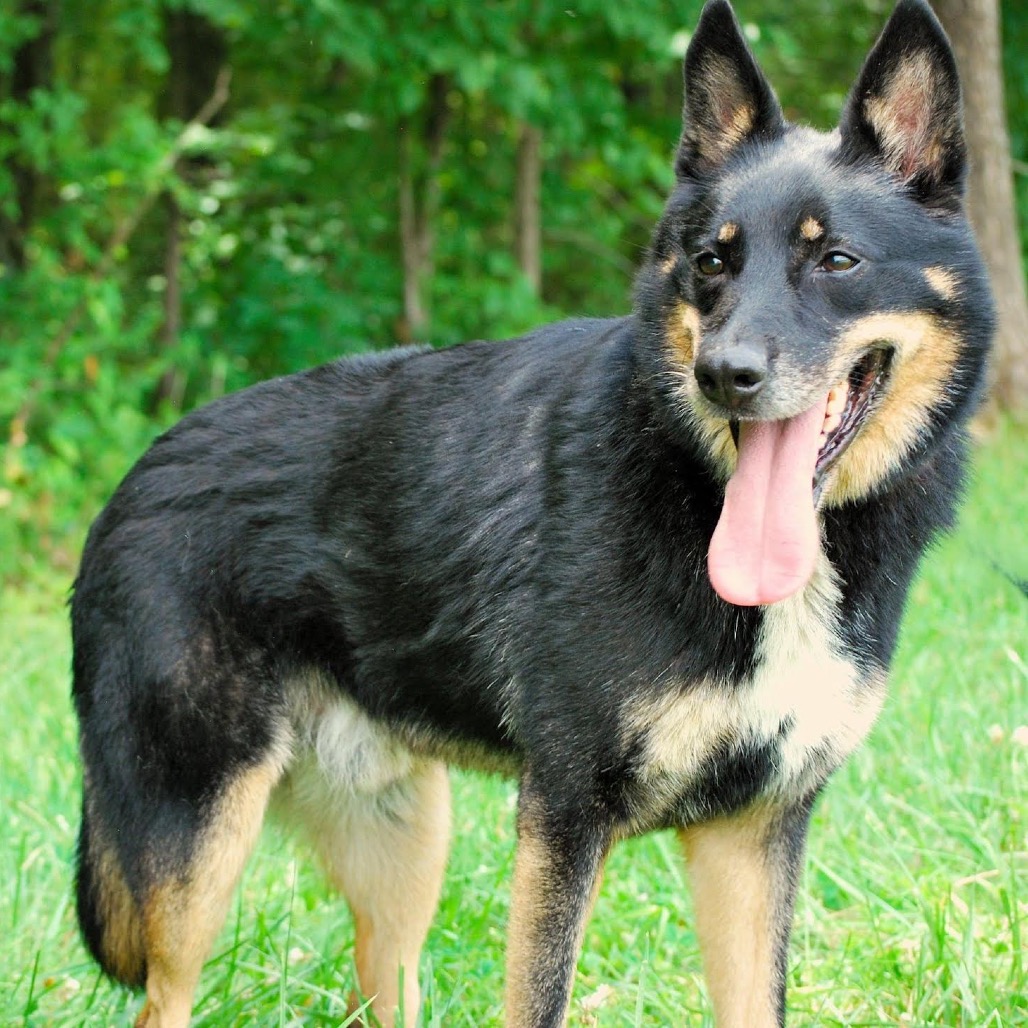 NORMAN - Mixed Breed (Medium) / Shepherd, German for adoption in Madison