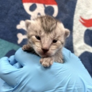 TURBO - Domestic Shorthair available for adoption
