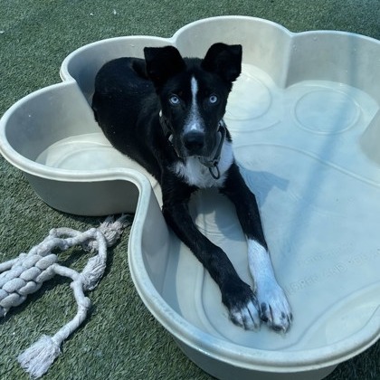 Abby — thumbnail 3