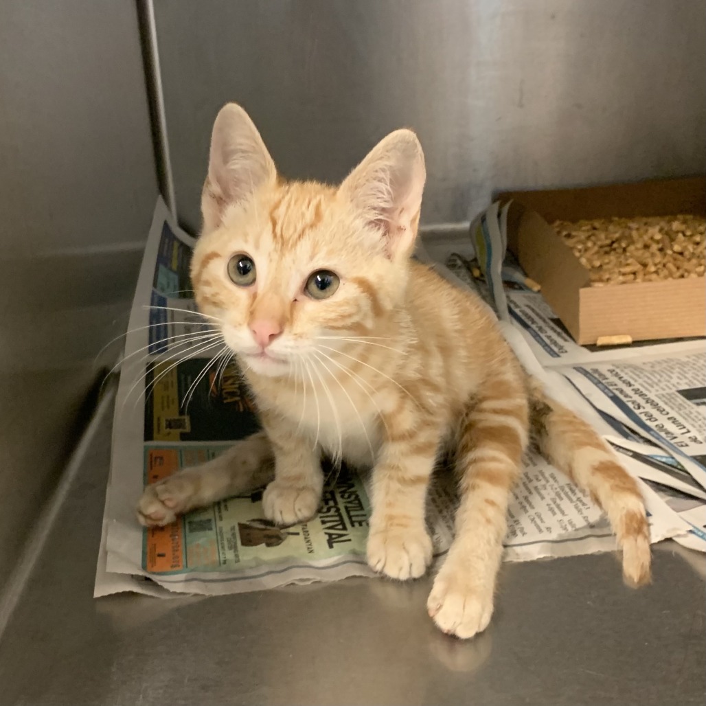 JACKIE CHAN - Domestic Shorthair available for adoption