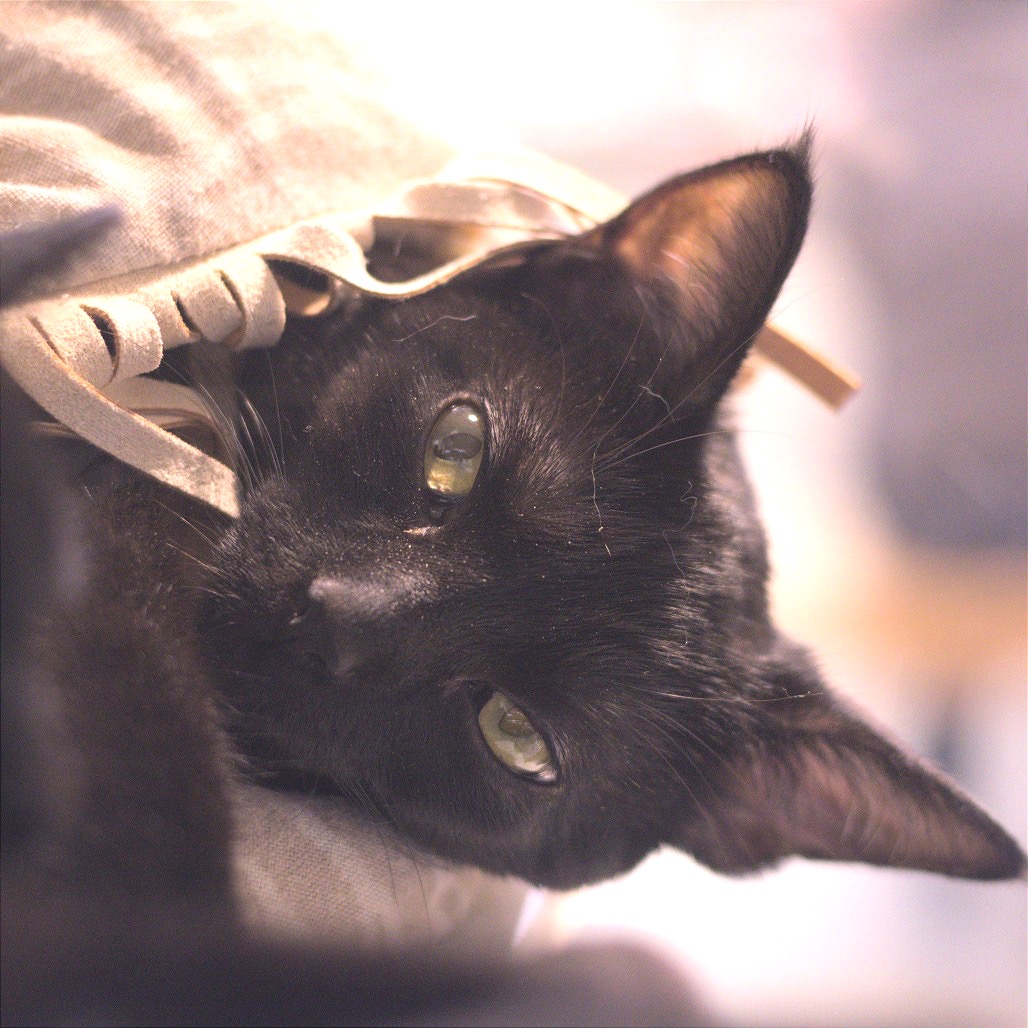 Inyo, photo 3