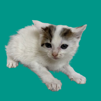 Tusc Stray 82180