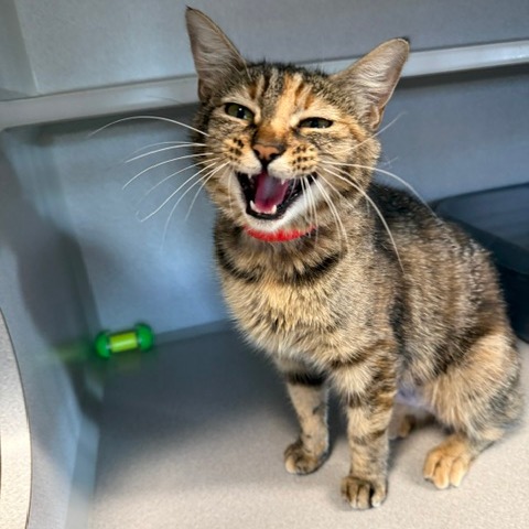 YOWLA - Domestic Shorthair available for adoption