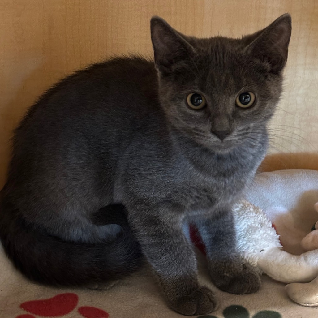 GHOST - Domestic Shorthair available for adoption