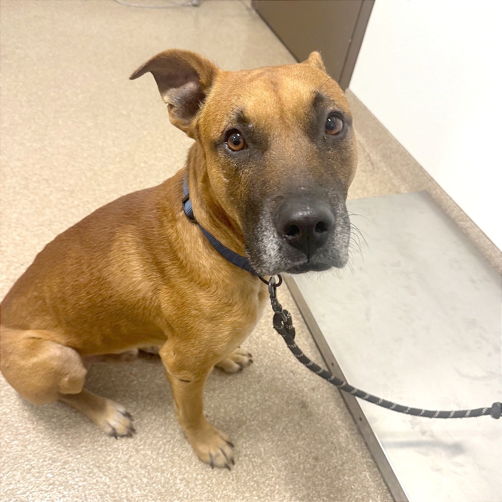 CHUCK - Retriever, Labrador / Mixed Breed (Medium) available for adoption