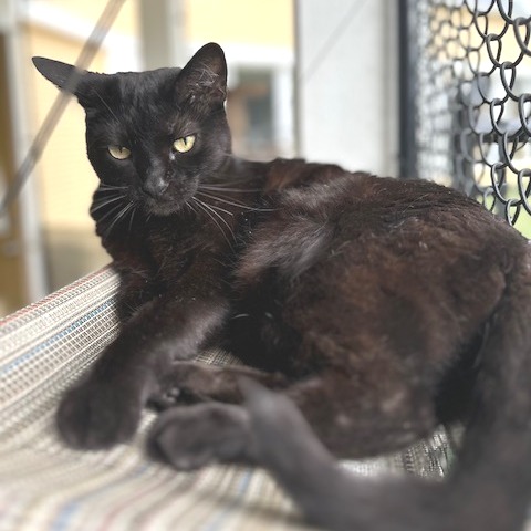 Elvira