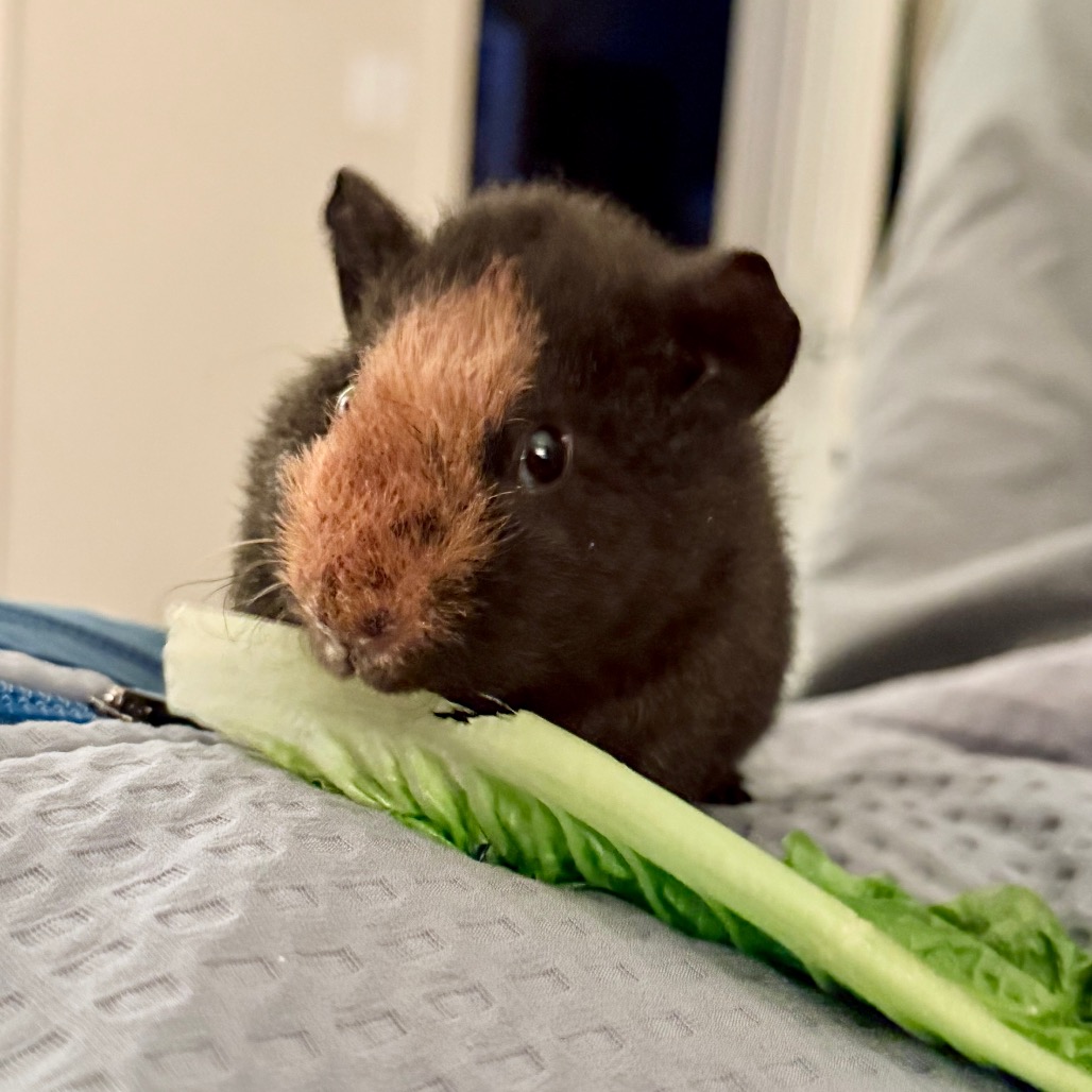 Photo of Hashbrown 6