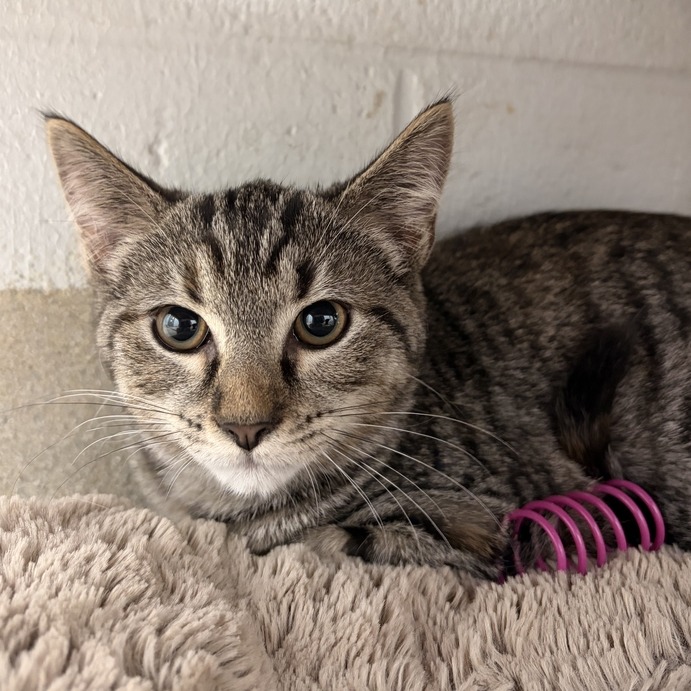 EMPANADA - Domestic Shorthair available for adoption