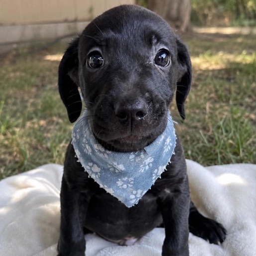 Jet