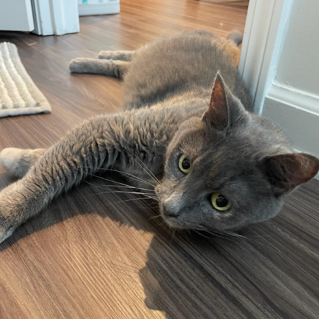 Jupiter - pretty dilute torti, an adoptable cat